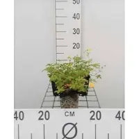 GRDplanten 6x Ganzerik - Potentilla aurea | 9x9 cm pot