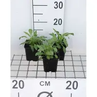 GRDplanten 6x Spoorbloem - Centranthus ruber 'Albus' | 9x9 cm pot