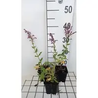 GRDplanten 6x Struiksalie - Salvia nem. 'Schwellenburg' | 9x9 cm pot