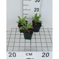 GRDplanten 6x Schildpadbloem - Penstemon hybr. 'Alice Hindley' | 9x9 cm pot