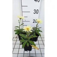 GRDplanten 6x Margriet - Leucanthemum (s) 'Banana Cream' | 9x9 cm pot