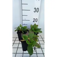 GRDplanten 6x Schoenlappersplant - Bergenia hybr. 'Silberlicht' | 9x9 cm pot