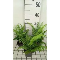 GRDplanten 6x Zwaardvaren - Polystichum munitum | 9x9 cm pot