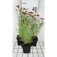 GRDplanten 6x Meisjesogen - Coreopsis vert. 'Ladybird' | 9x9 cm pot