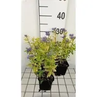 GRDplanten 6x Korenbloem - Caryopteris cland; 'Gold Crest' | 9x9 cm pot