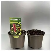 GRDplanten 6x Sanguisorba - Sanguisorba menziesii | 9x9 cm pot