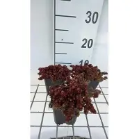 GRDplanten 6x Vetkruid - Sedum hybr. 'Chocolate Ball' | 9x9 cm pot
