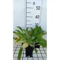 GRDplanten 6x Vingerhoedskruid - Digitalis purp. 'Snow Thimble' | 9x9 cm pot