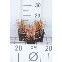 GRDplanten 6x Zegge - Carex how. 'Phoenix Green' | 9x9 cm pot