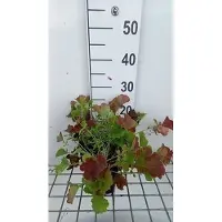 GRDplanten 6x Nagelkruid - Geum hybr. 'Smokey Peach' | 9x9 cm pot