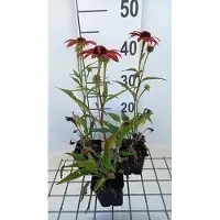 GRDplanten 6x Zonnehoed - Echinacea purp. Sunseekers Coral' | 9x9 cm pot