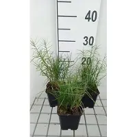 GRDplanten 6 x Carex musk 'Little Midge' - Muskingum-zegge 'Little Midge' - pot van 9 x 9 cm
