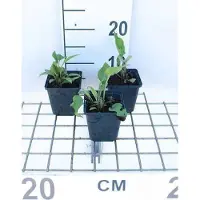 GRDplanten 6x Zonnehoed - Echinacea purp. Rubinstern' | 9x9 cm pot