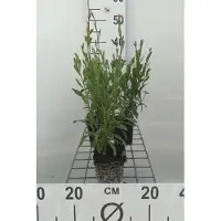 GRDplanten 6x Gaura - Gaura lindh. 'Whirling Butterflies'(oenothera li) | 9x9 cm pot