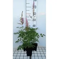 GRDplanten 6x Astilbein - Astilbe (a) 'Venus' | pot 9 x 9 cm