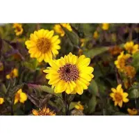GRDplanten 6x Zonnebloem - Helianthus decap. 'Triomphe de Gand' | 9x9 cm pot