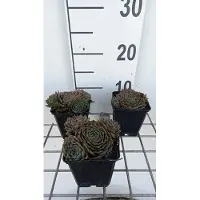 GRDplanten 6x Huislook - Sempervivum hybr. 'Feldmaier' | 9x9 cm pot