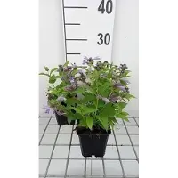 GRDplanten 6x Kattekruid - Nepeta subs. 'Washfield' | 9x9 cm pot