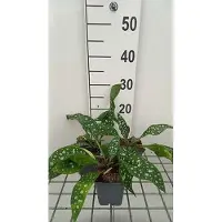 GRDplanten 6x Pulmonaria - Pulmonaria hybr. 'Trevi Fountain' | 9x9 cm pot