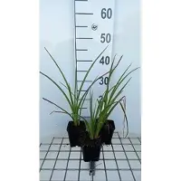 GRDplanten 6x Vuurpijl - Kniphofia hybr. 'Wrexham Buttercup' | 9x9 cm pot