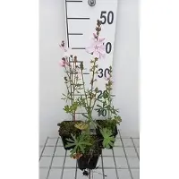 GRDplanten 6x Sidalcea - Sidalcea hybr. 'Elsie Heugh' | 9x9 cm pot
