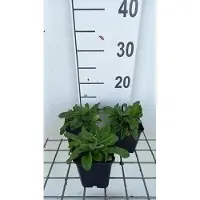 GRDplanten 6x Hieracium - Hieracium aurantiacum | 9x9 cm pot