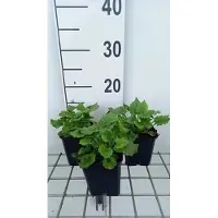 GRDplanten 6x Voorjaarszonnebloem - Doronicum ou. 'Little Leo' | 9x9 cm pot