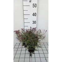 GRDplanten 6x Kruiptijm - Thymus pul. 'Foxley' | 9x9 cm pot