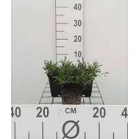 GRDplanten 6x Steenanjer - Dianthus delt. Brilliant' | 9x9 cm pot
