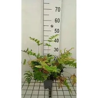 GRDplanten 6x Reuzen Bosvaren - Dryopteris goldiana | 9x9 cm pot