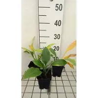 GRDplanten 6x Funkia - Hosta hybr. 'Krossa Regal' | 9x9 cm pot