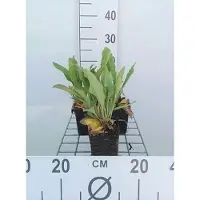 GRDplanten 6x Limonium - Limonium latifolium | 9x9 cm pot