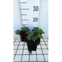 GRDplanten 6x Ooievaarsbek - Geranium hybr. 'Sweet Heidy' | 9x9 cm pot