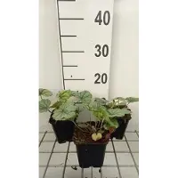 GRDplanten 6x Schuimklokje - Heucherella hybr. 'Pink Fizz' | 9x9 cm pot