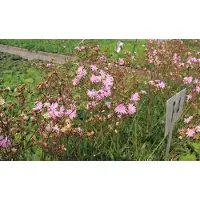 GRDplanten 6x cuculi 'Petite Jenny' - Koekoeksbloem - Lychnis flos | 9x9 cm pot