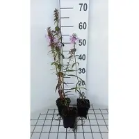 GRDplanten 6x Vlambloem - Phlox (m) 'Rosalinde' | 9x9 cm pot