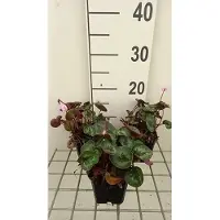 GRDplanten 6x Alpenviooltje - Cyclamen coum | 9x9 cm pot