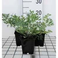 GRDplanten 6x Wildemanskruid - Pulsatilla vulgaris | 9x9 cm pot