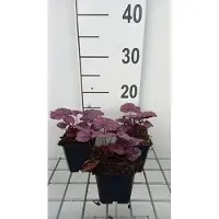 GRDplanten 6x Purperklokje - Heuchera hybr. 'Wild Rose' | 9x9 cm pot