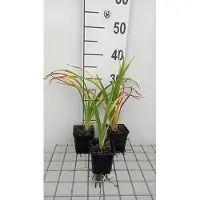 GRDplanten 6x Daglelie - Hemerocallis hybr. 'Painted Trillium' | 9x9 cm pot