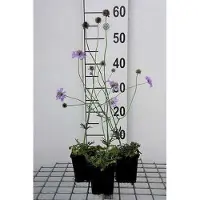 GRDplanten 6x Duifkruid - Scabiosa col. 'Butterfly Blue' | 9x9 cm pot