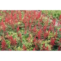 GRDplanten 6x Astilbe - Astilbe (a) 'Spinell' | 9x9 cm pot
