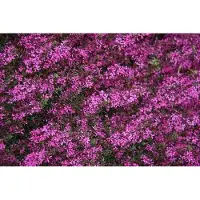 GRDplanten 6x Kattenstaart - Lythrum virg. 'Rose Queen' | 9x9 cm pot