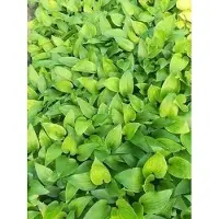 GRDplanten 6x Funkia - Hosta hybr. 'Purple Heart' | 9x9 cm pot