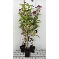 GRDplanten 6x Leverkruid - Eupatorium dub. Baby Joe' | 9x9 cm pot