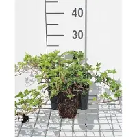 GRDplanten 12x Klimop 'Ivalace' - Hedera helix 'Ivalace' | 9x9 cm pot