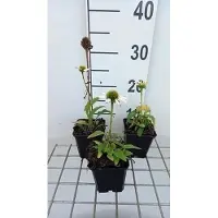 GRDplanten 6x Zonnehoed - Echinacea purp. Avalanche' | pot 9 x 9 cm