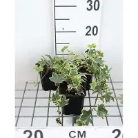 GRDplanten 12x Klimop , Witbonte Klimop, Bontbladige Klimop - Hedera helix 'Marg. Elegantissima' | 9x9 cm pot