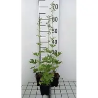GRDplanten 6x Ridderspoor - Delphinium (b) 'Cliveden Beauty' | 9x9 cm pot