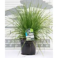 GRDplanten 6x Ruwe smele - Deschampsia cesp. 'Goldtau' | 9x9 cm pot